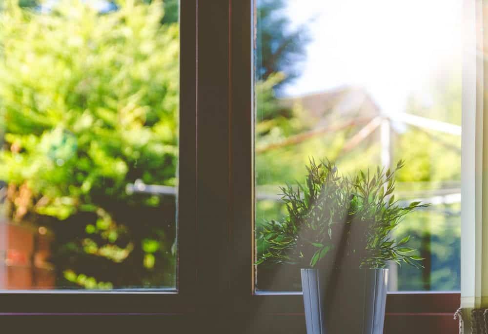 Plant getting sunlight next to window